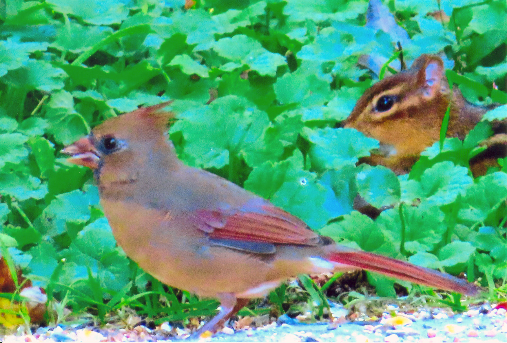 CARDINAL AND CHIPMUNK